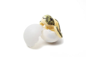 Marine Life Rescue Project Sea Turtle Hatchling Egg